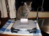 WatchCat [1.JPG